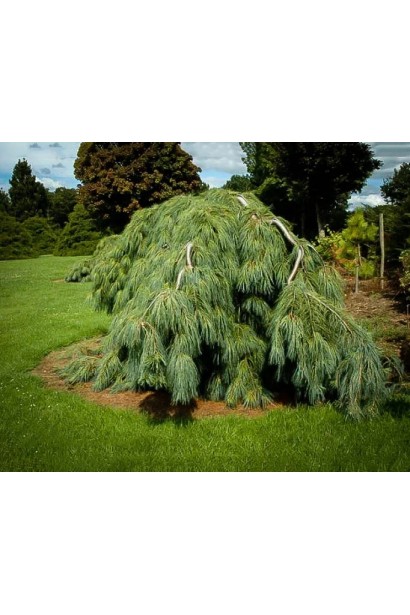 Сосна веймутова Пендула у ланшафті